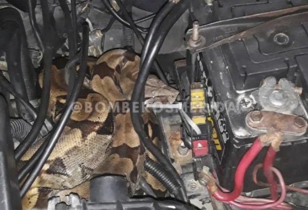 Conductor de Trujillo abrió el capot de su carro y halló una boa constrictor sobre el motor