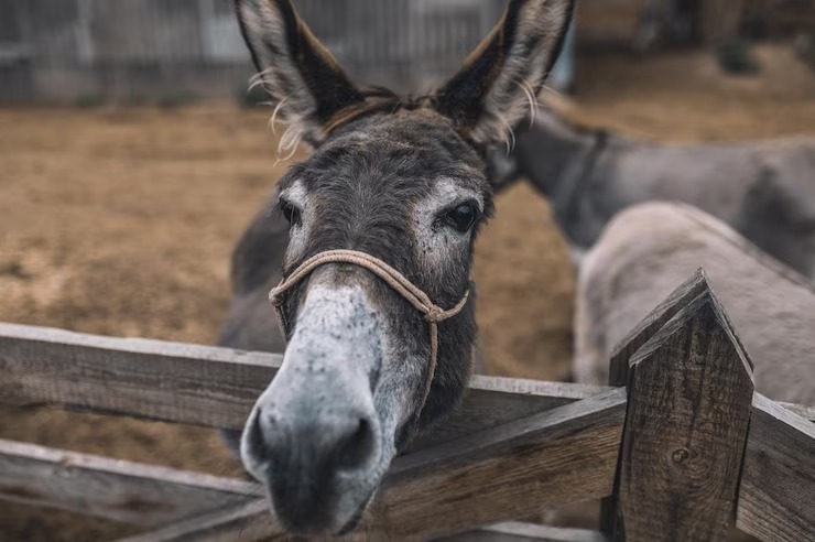 VIDEO viral: Burro llora de felicidad tras ser liberado luego de pasar ocho años amarrado