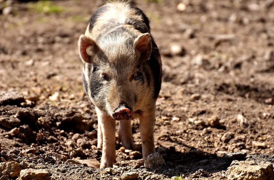 Pareja dio en adopción a cerda que tenían como mascota y el nuevo dueño se la comió