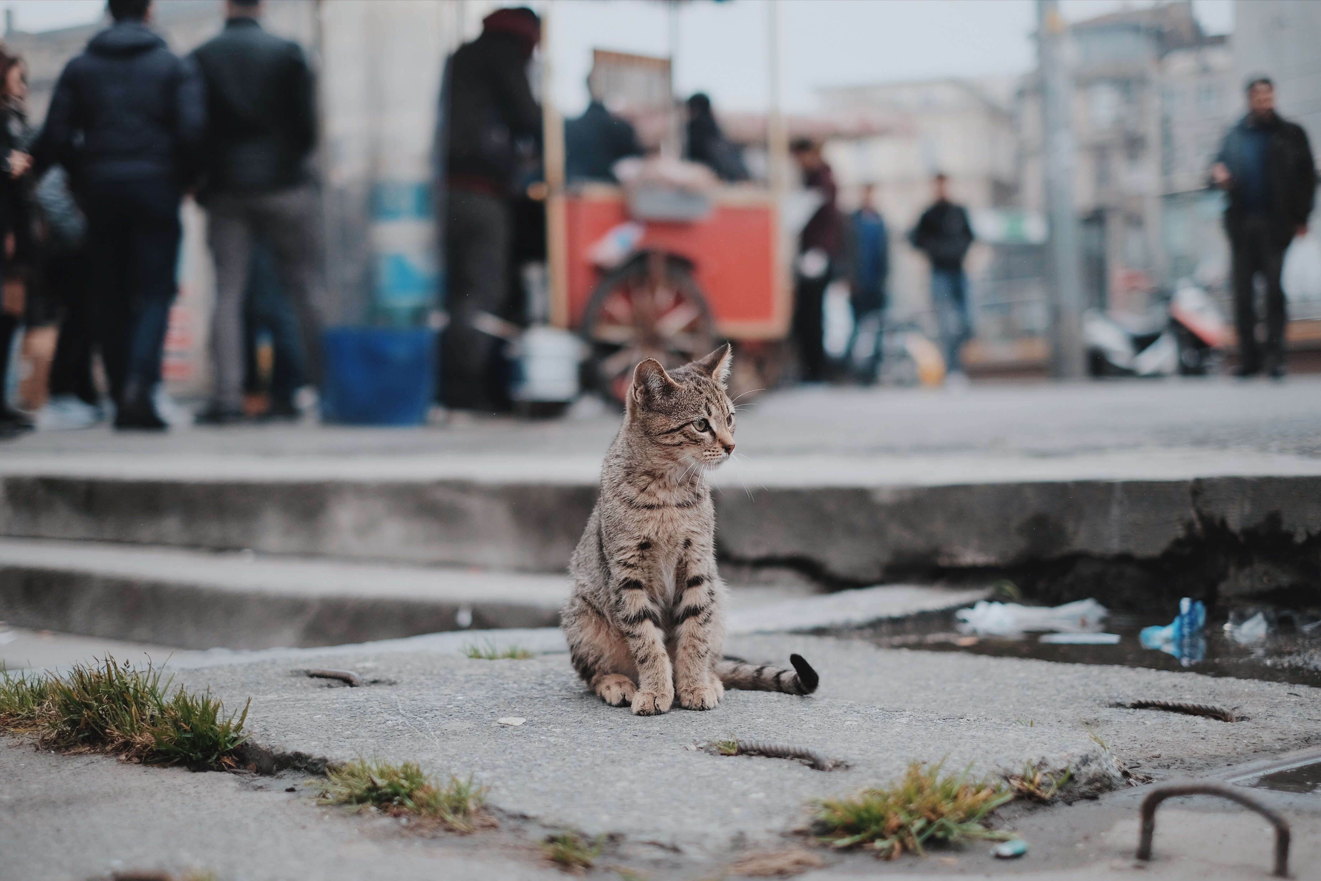 ¿Un gato callejero puede adaptarse a vivir en una casa?