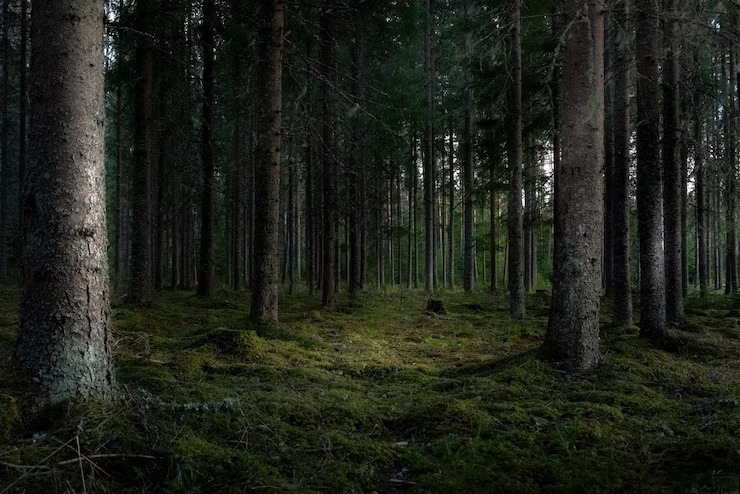 Mujer sobrevivió cinco días con dulces y una botella de vino tras perderse en el bosque