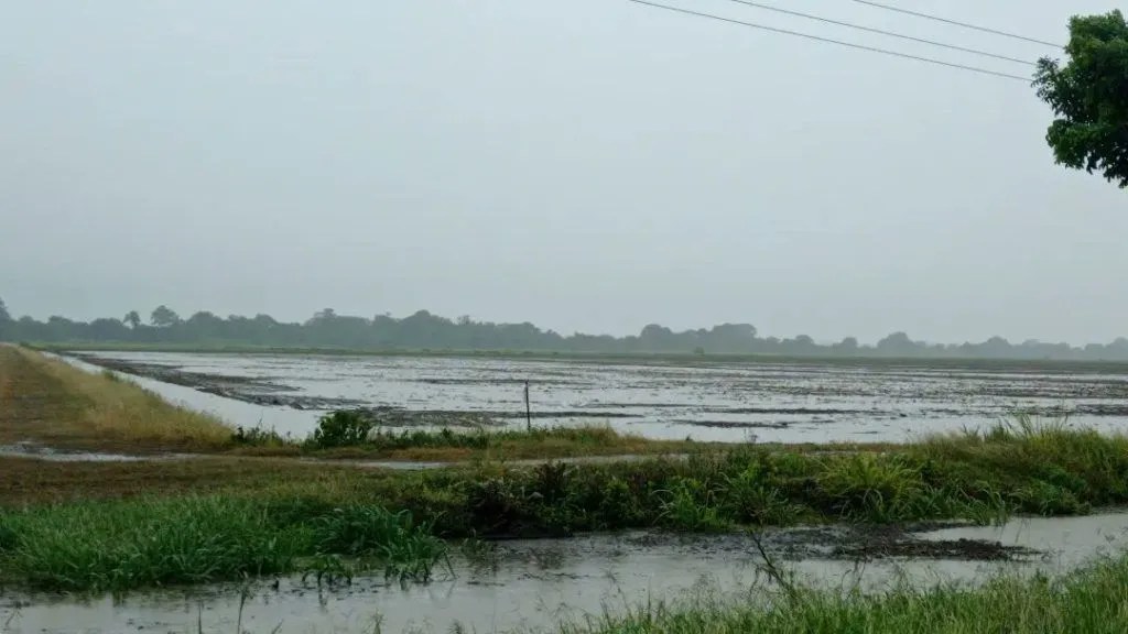 Onda tropical produce graves afectaciones en cultivos de maíz y arroz en Venezuela