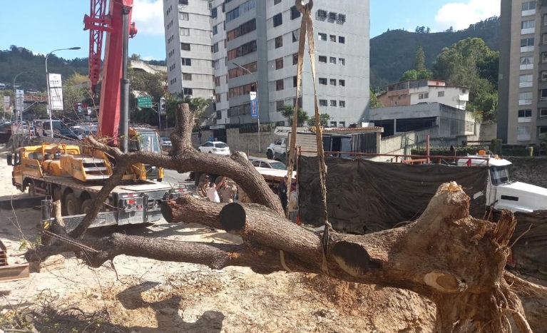 Denuncian tala del samán de El Cigarral por una obra de construcción en El Hatillo