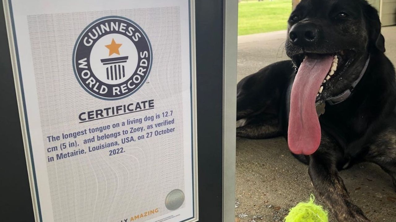 Perrita de Luisiana recibió un récord Guinness por tener la lengua más larga del mundo