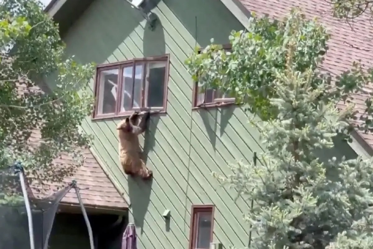 Intruso a la vista: Oso irrumpió en una casa de Colorado y se comió lo que había en la nevera (VIDEO)