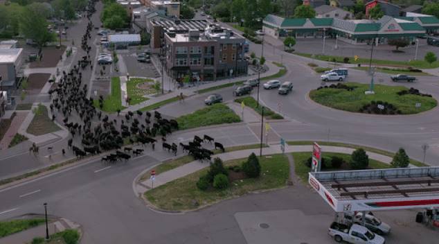 Enorme marea de vacas invadió a un pueblo de Colorado y las imágenes fueron captadas por un drone (VIDEO)