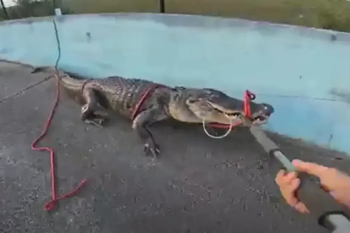 VIDEO: Caimán frenó el tránsito en una autopista de Florida y tuvieron que luchar contra él durante una hora