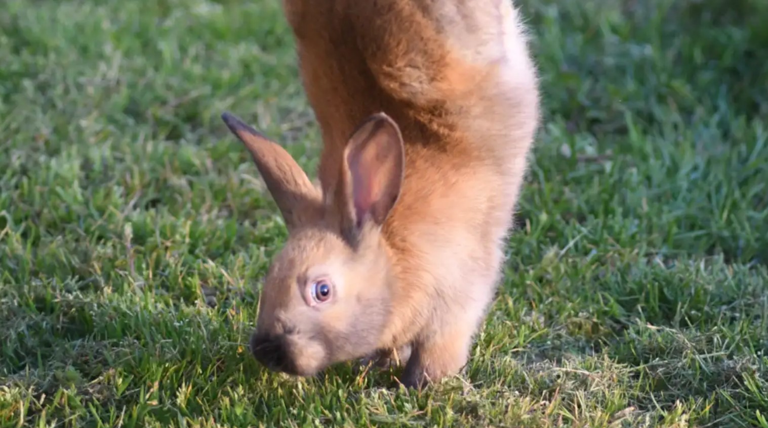 Los extraños conejos mutantes que caminan con sus patas delanteras