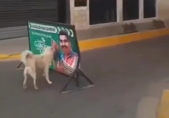 ¡Descontento canino! Firulais, una valla de Maduro y un mismo sentimiento (VIDEO)