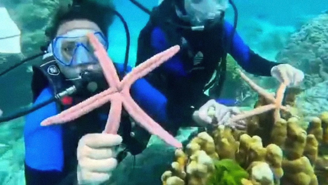 Turistas se atrevieron a tocar estrellas de mar y ahora podrían enfrentar la prisión