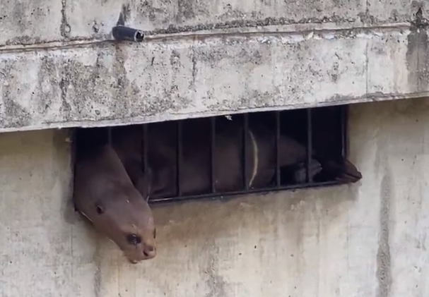 Desgarrador VIDEO: nutria atrapada entre barrotes implora por su libertad en el Parque del Este