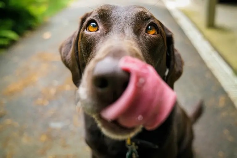 ¿Viajar a EEUU con perros? Las nuevas reglas que podrían regir para animales en los aeropuertos