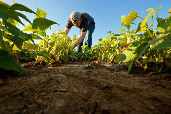 Productores de Guárico prevén grandes pérdidas tras aumento del diésel