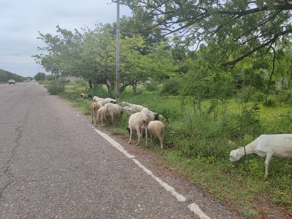 ¡Pilas conductores! Chivos, vacas y caballos andan “a sus anchas” por calles de Carora