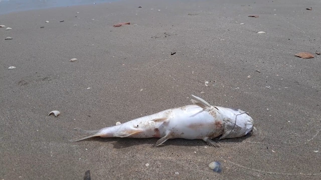 Peces muertos llegan a costas de Lechería (FOTOS)