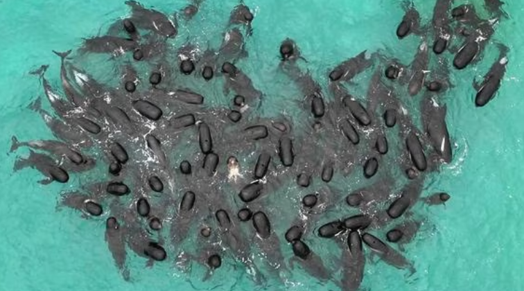 Mueren las 97 ballenas pilotos varadas en el oeste de Australia