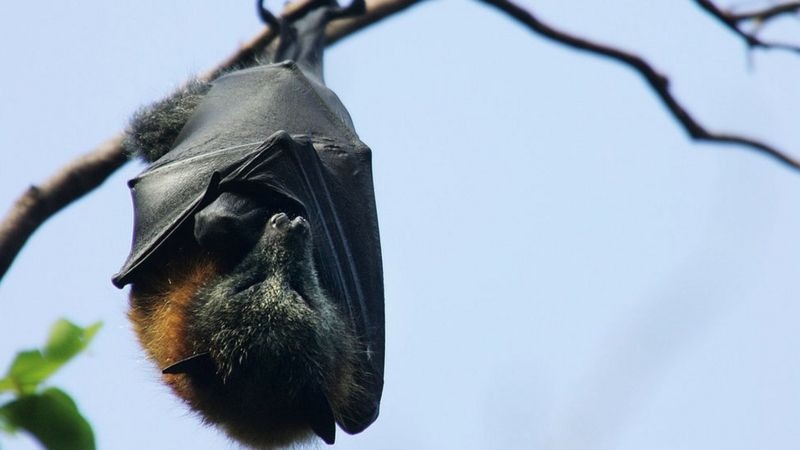 ¿Por qué se asocia al murciélago con el mito del vampiro?