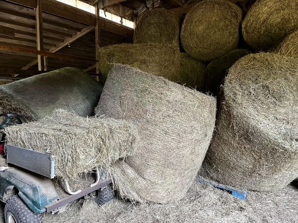 Perdió la nariz al caerle pacas de heno en el rostro mientras alimentaba a caballos en Misuri