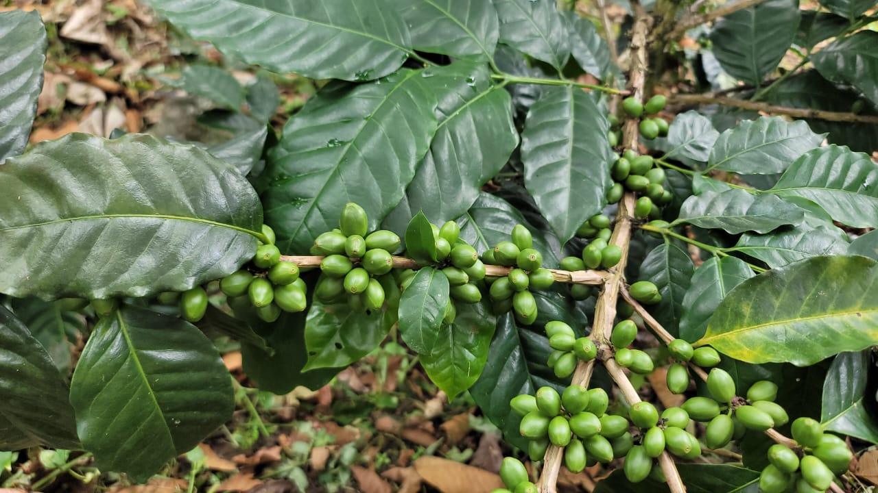 Monte Claro, café venezolano entre los mejores del mundo