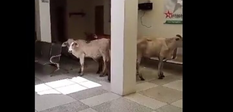 ¡Insólito! Al Hospital del Mar en Ocumare de la Costa llegó un rebaño de vacas (VIDEO)