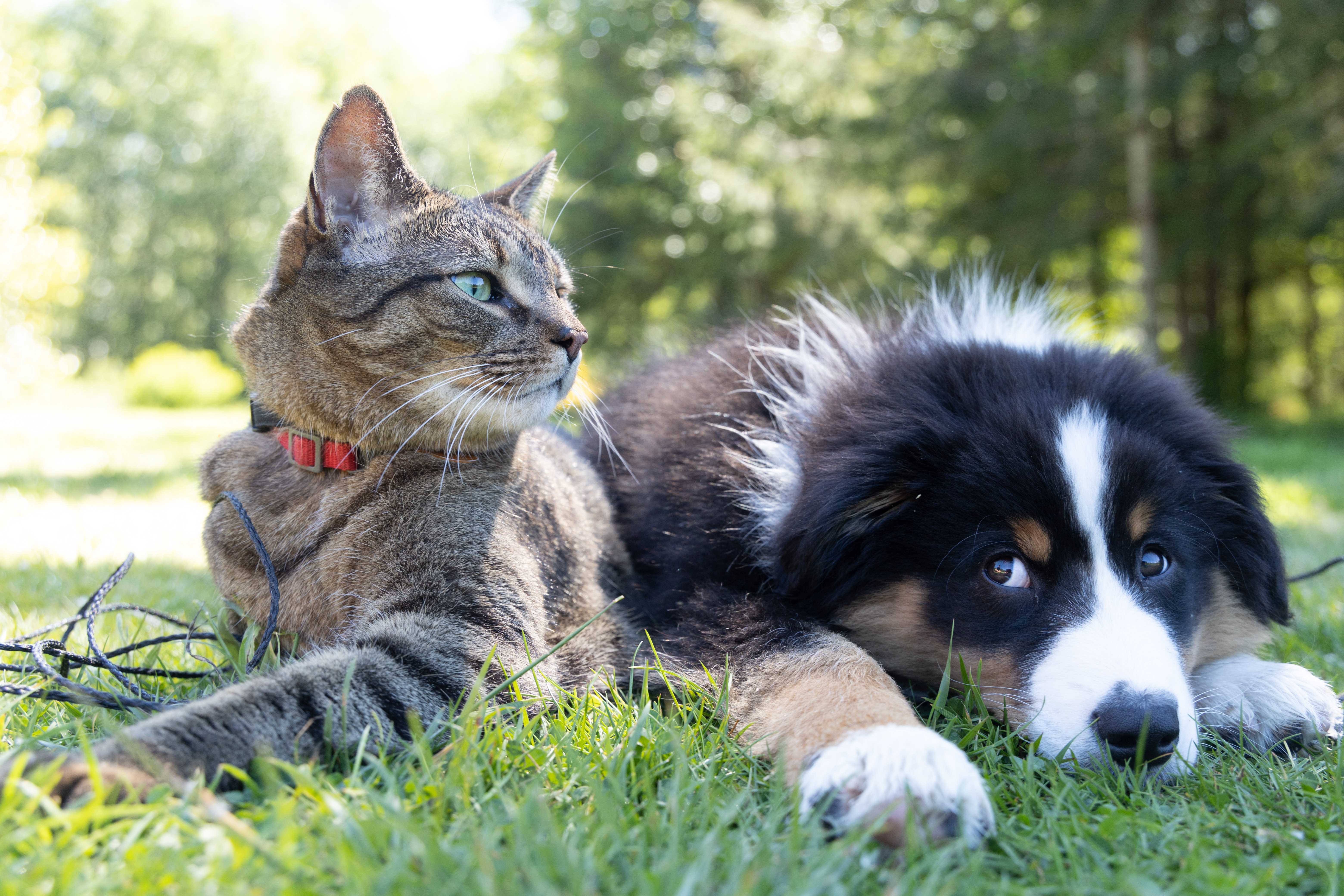 ¿Gato o perro? Esta es la mascota preferida de los venezolanos