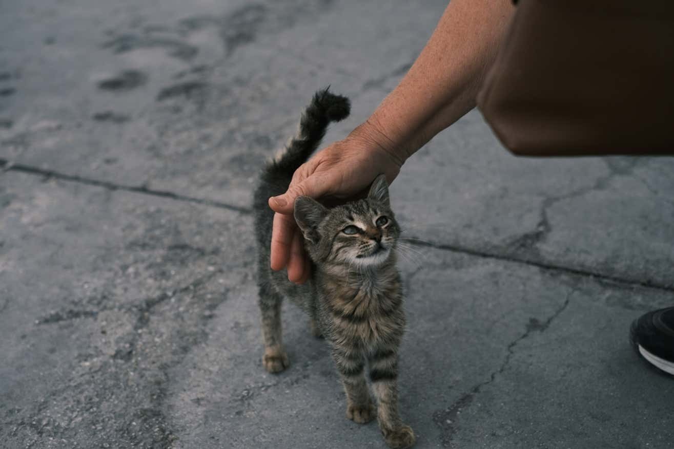 Lo mordió un gato callejero y contrajo una enfermedad desconocida por la ciencia