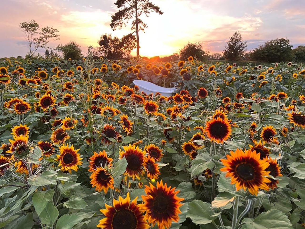 Buscan ponerle un alto a los desnudos en campos de girasoles