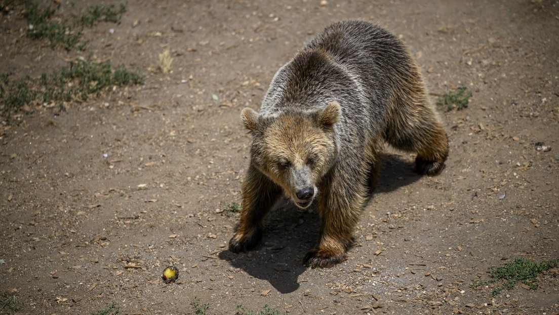 Caos en aeropuerto: un oso escapó de su caja en la bodega de un avión (VIDEO)