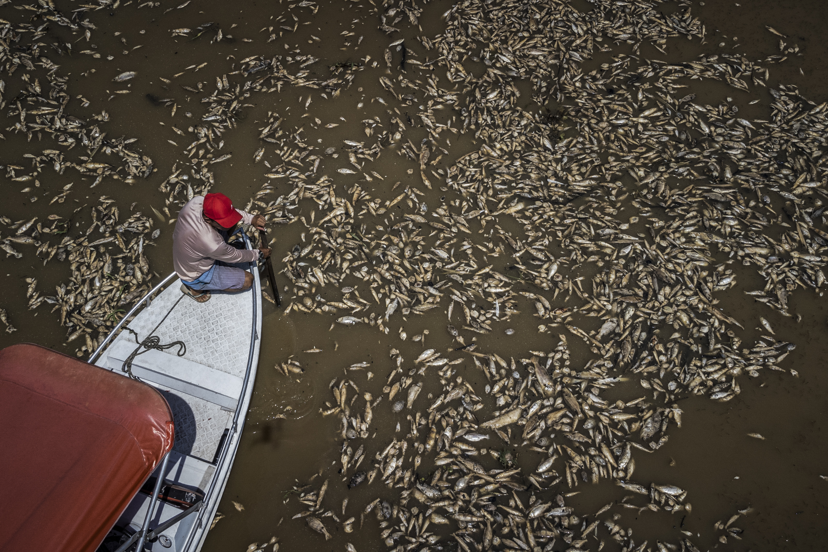 Sequía en la Amazonía y temperaturas récord provocan muerte de toneladas de peces en Brasil