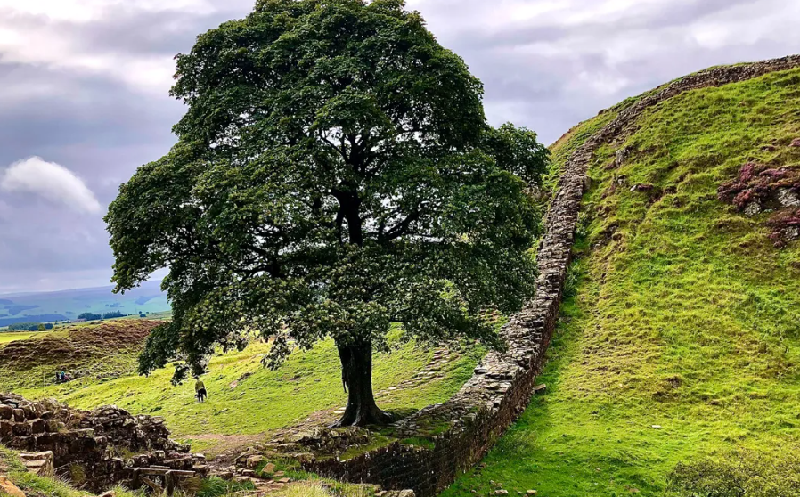 Devastador: Talan el famoso “árbol de Robin Hood”, uno de los más icónicos de Europa