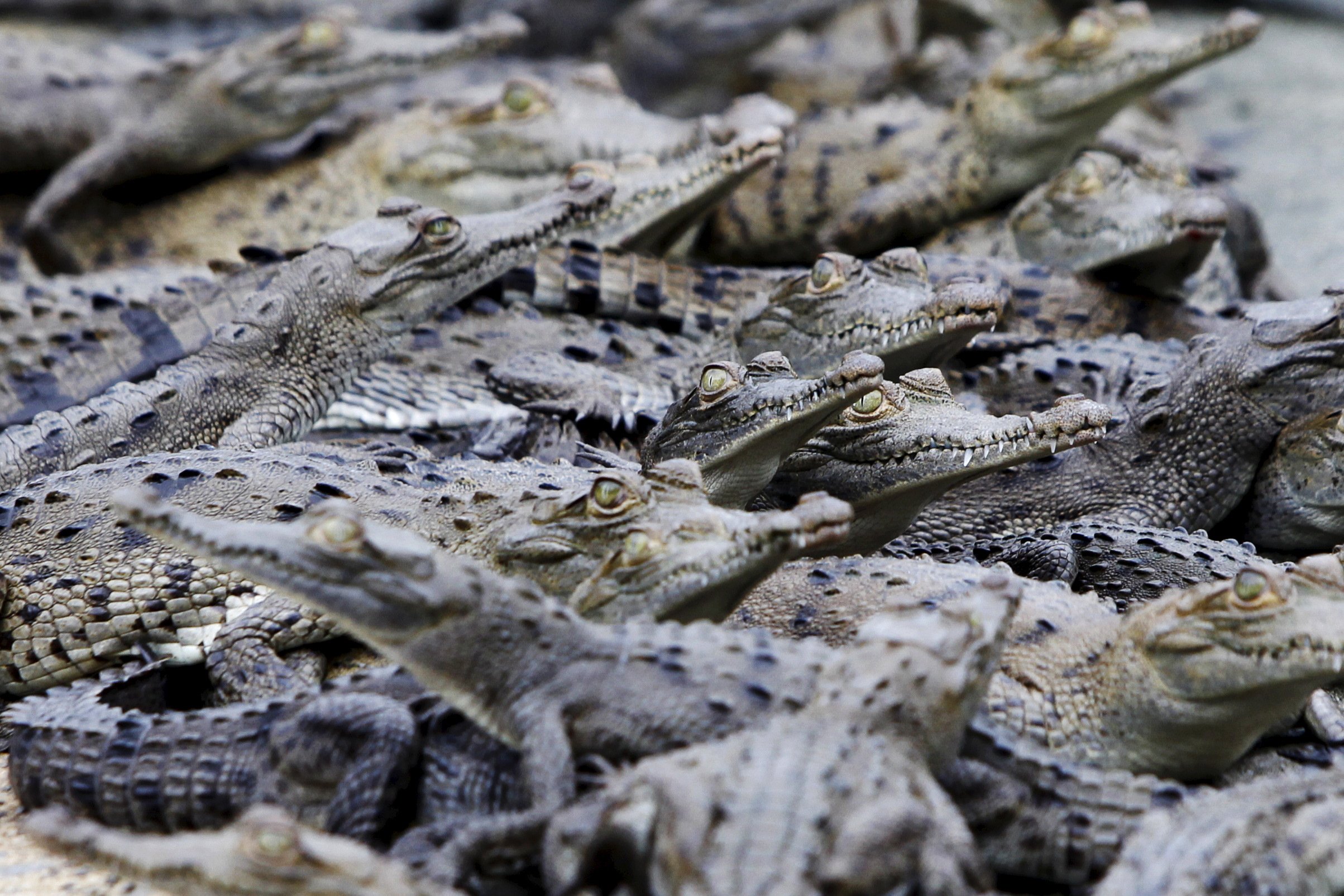 Más de 70 cocodrilos escapan de una granja en China tras las lluvias torrenciales