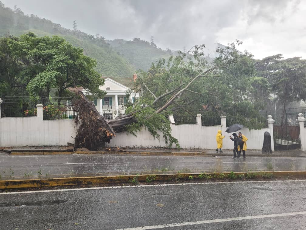 Fuertes lluvias provocaron que árbol derrumbara el muro de una quinta en La Florida #28Sep (FOTOS)