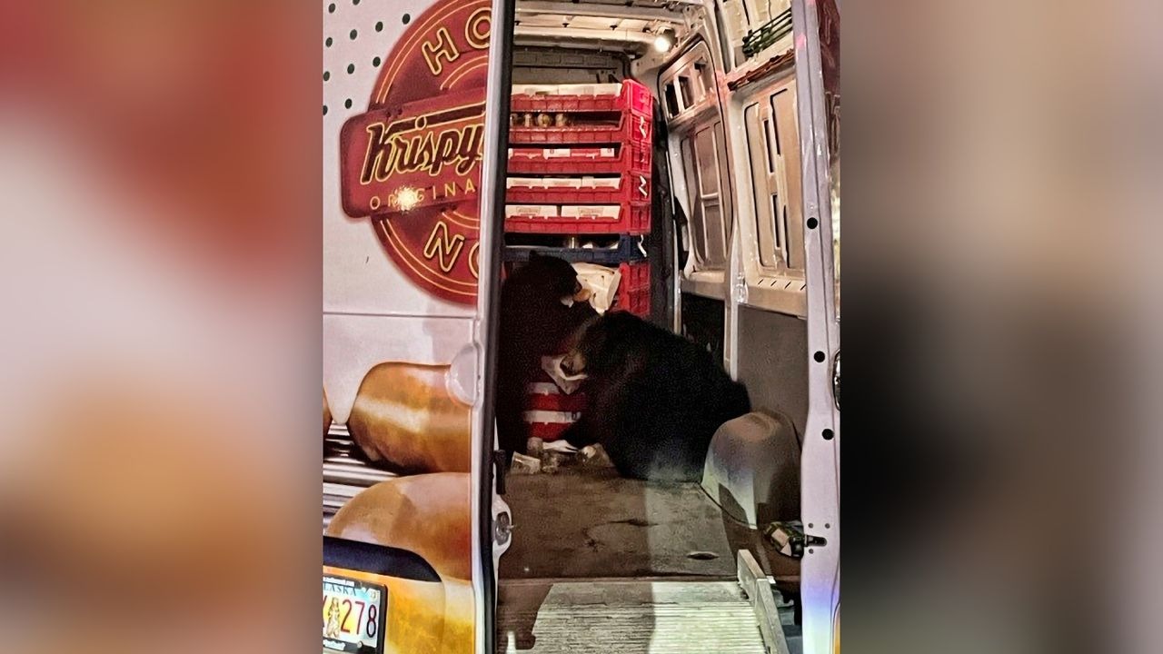 ¿Delincuencia sin freno? Una osa y sus cachorros asaltaron camioneta de donas en Alaska (FOTO)