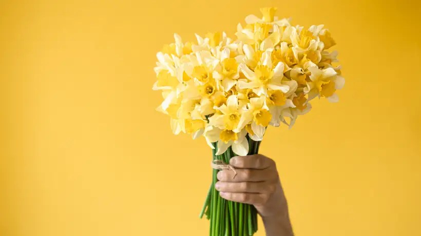 ¿Por qué en septiembre se regalan flores amarillas? Esto dice la tradición