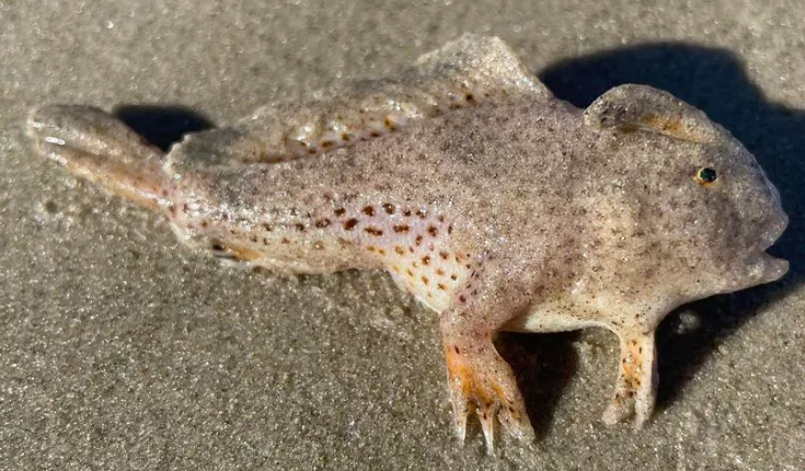 Impresionante: una bestia marina extinta regresó de la muerte para aterrorizar a los científicos (FOTOS)