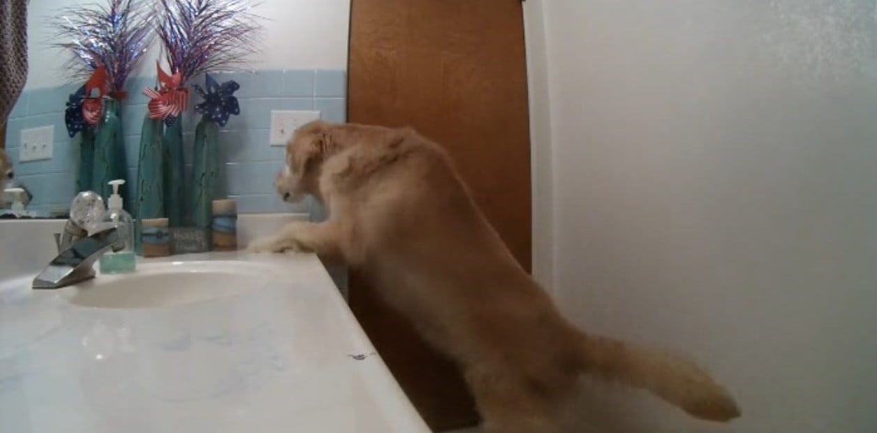 VIDEO: Perro se encierra en el baño y prende la ventilación para no escuchar tormentas y fuegos artificiales