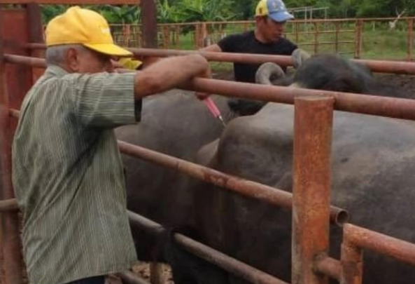 Venezuela intercambia conocimientos con Colombia para erradicar la fiebre aftosa