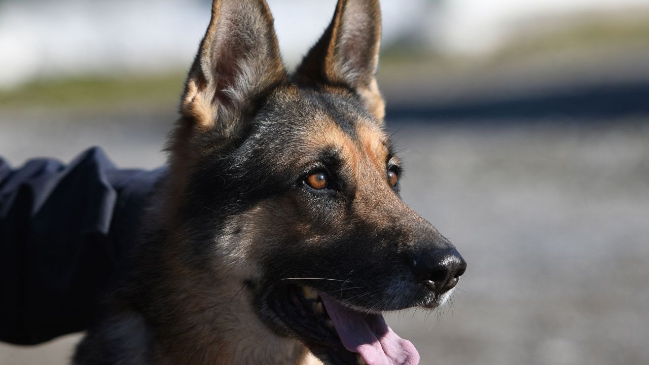 “Intentó arrancarle los ojos”: Hombre arremetió con furia contra un perro policía durante parada de tráfico en Indiana