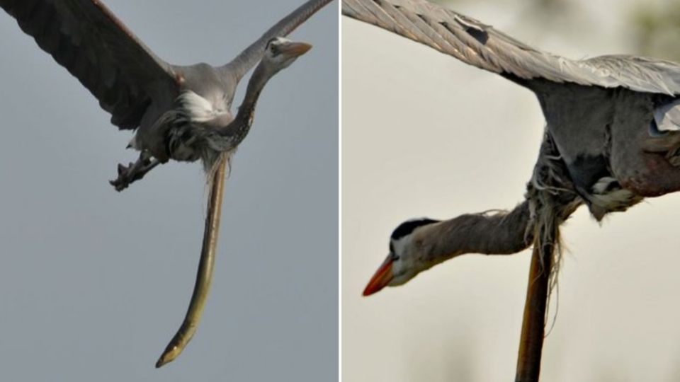 ¡Impactante! Anguila perfora la garganta de una garza en pleno vuelo tras ser devorada