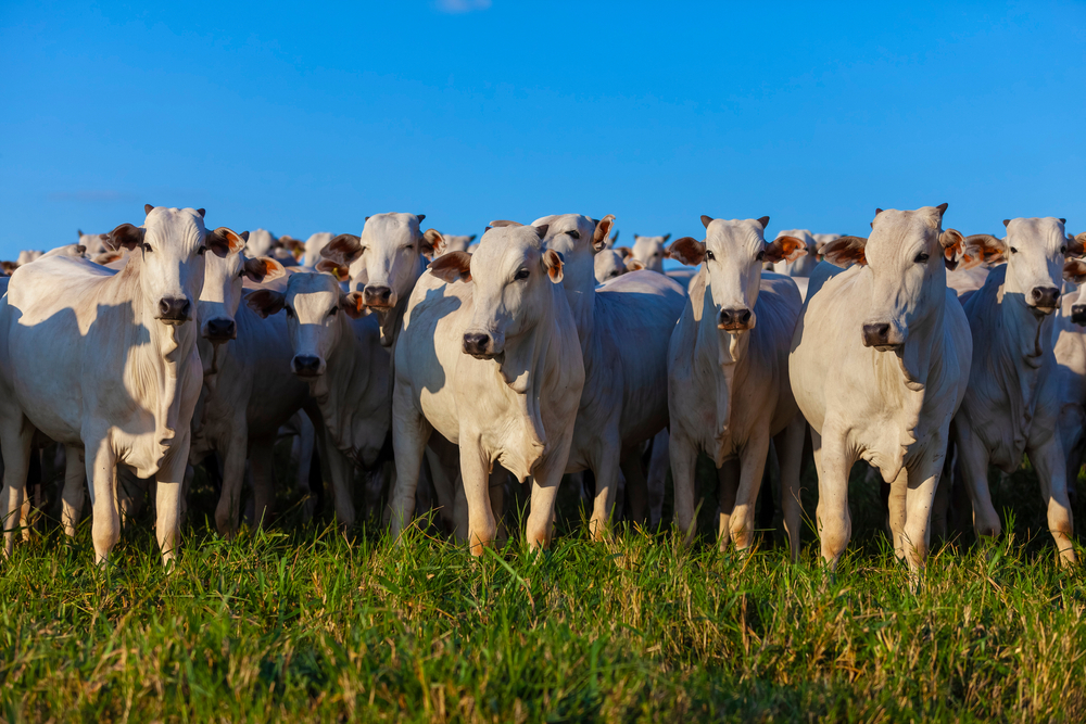 Consumo per cápita de proteína animal en Venezuela se acerca a los 60 kilos