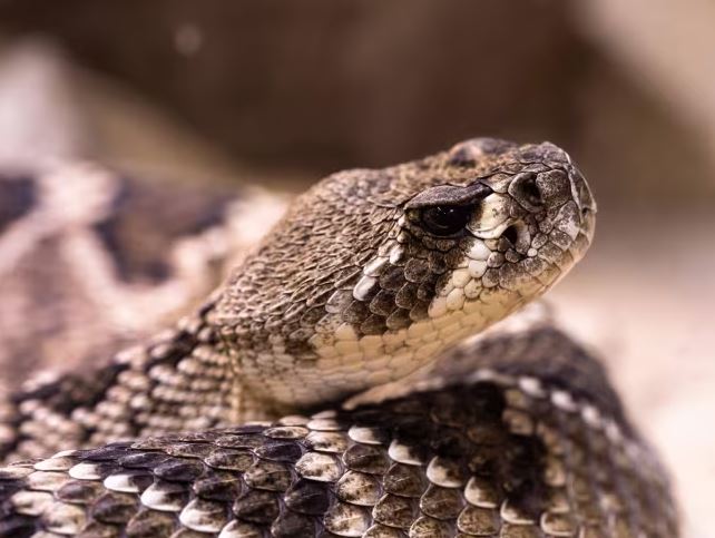 Serpiente mordió dos veces a un niño en Guatire: tuvieron que amputarle el brazo