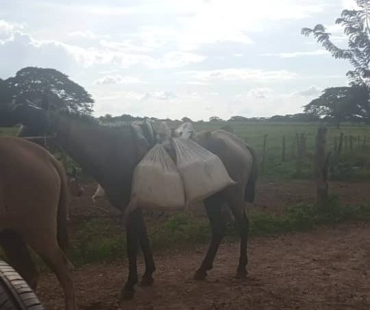 Productores de Boquerones en Apure trasladan en caballo y motos el queso ante desplome del muro de contención