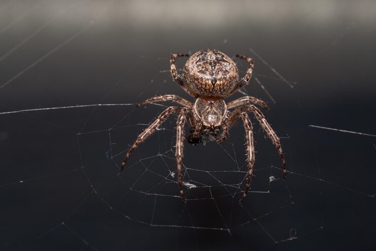 Murió famoso cantante en Brasil por la picadura de una araña