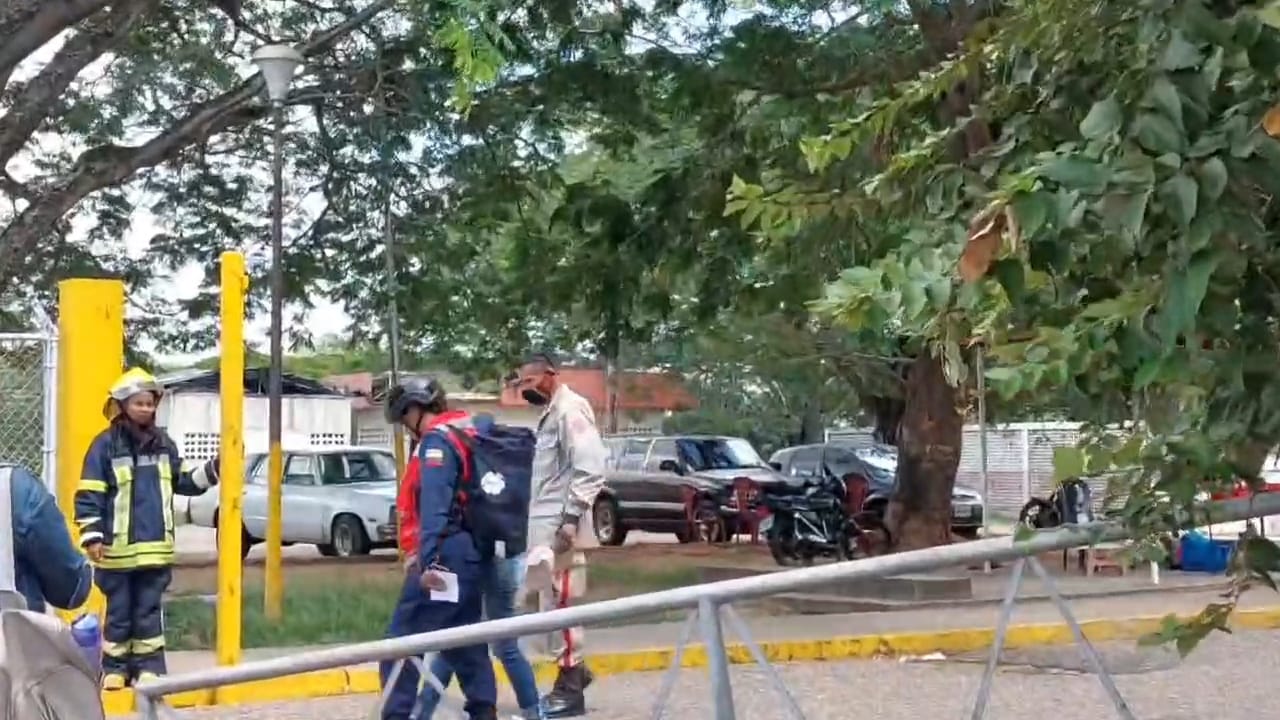 Reportan ataque de abejas africanas en el Hospital de El Tigre: a una embarazada le extrajeron más de 150 aguijones