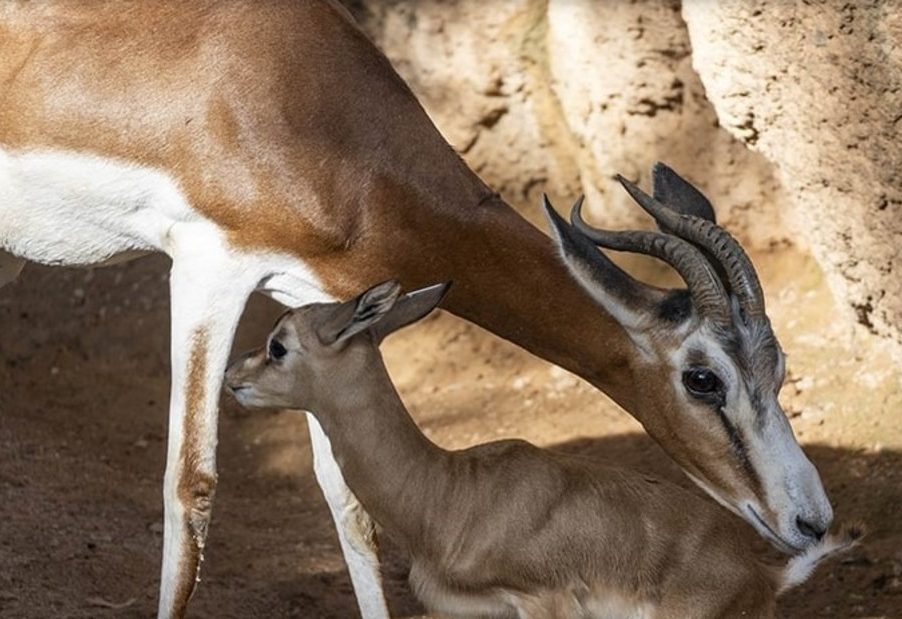 Nació en cautiverio un animal extinto en la naturaleza desde hace más de medio siglo