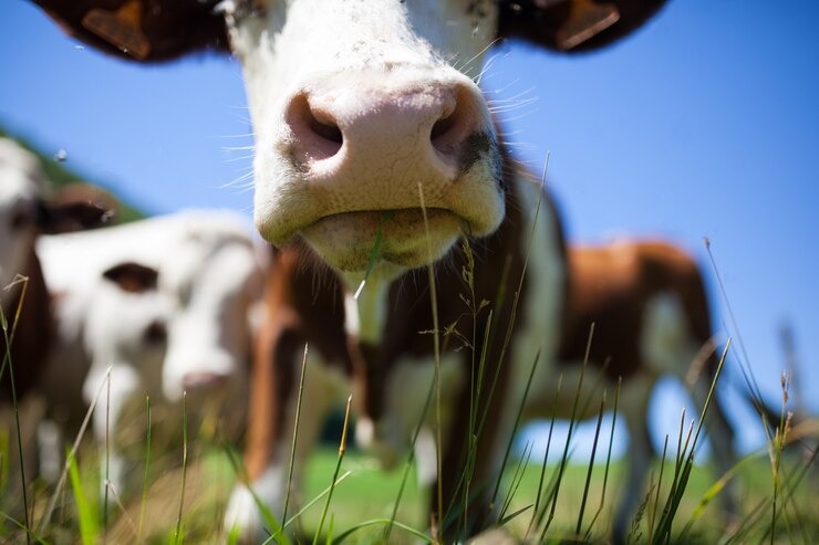 “Me besó como él lo hacía”: Se casó con una vaca porque cree que es la reencarnación de su esposo