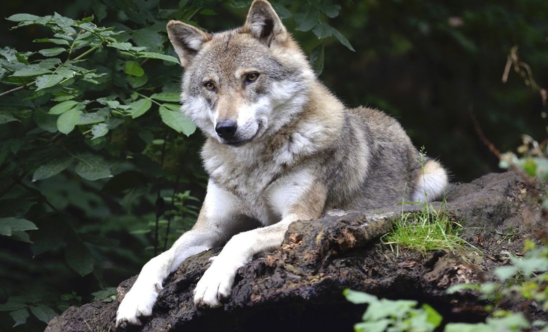 Conmoción en Alabama: Un híbrido de perro y lobo, mascota de la familia, mató a un bebé de tres meses