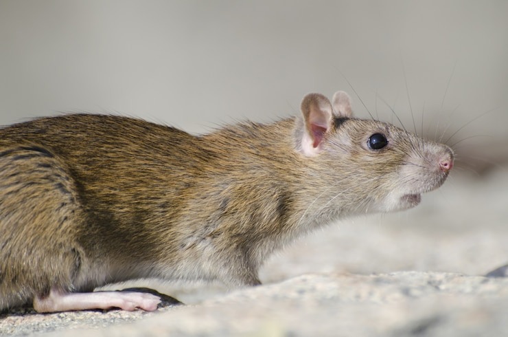 VIRAL: Rescató a una rata de la basura y tomó una particular decisión que sorprendió a todos (VIDEO)