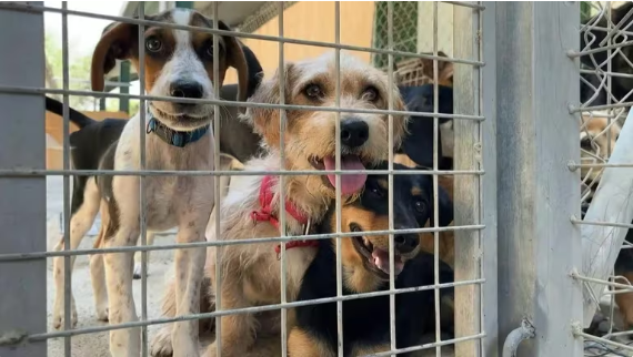 Esta es la raza de perro más desobediente del mundo, según la ciencia