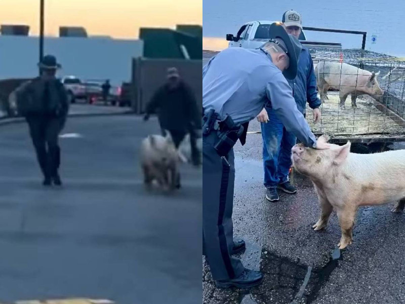 VIDEO: cerdo protagonizó persecución en Springfield… lo apodaron el “puerco araña”